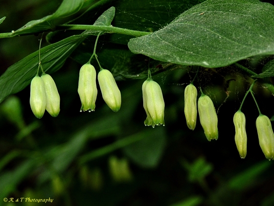 {Polygonatum biflorum}